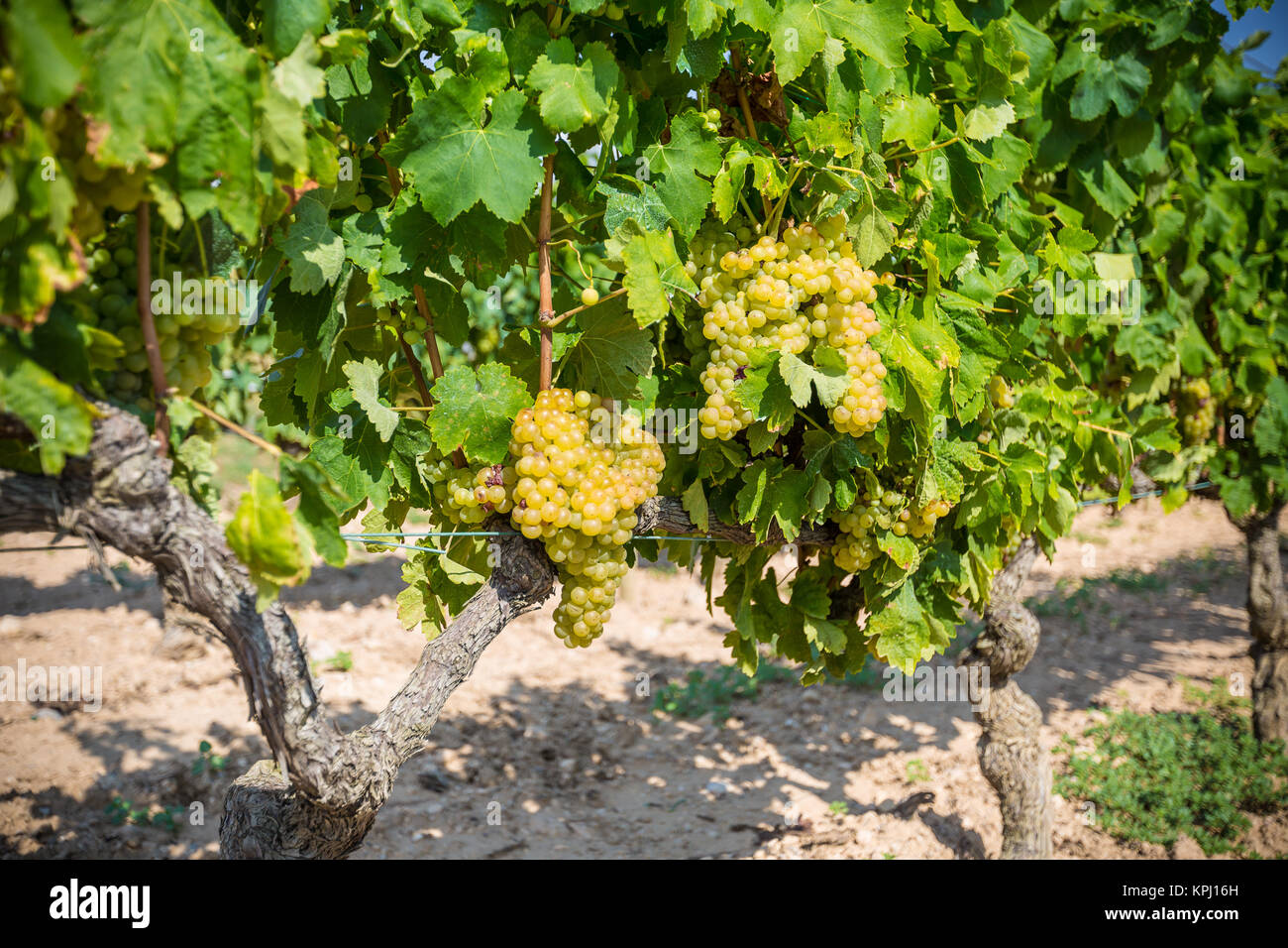 Vine with white grapes Stock Photo
