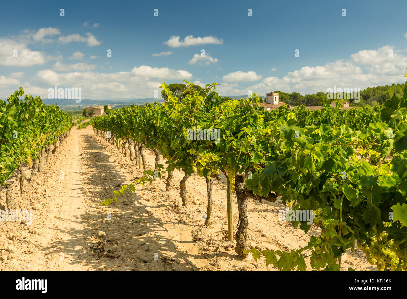Vineyards with harvest of white grapes Stock Photo