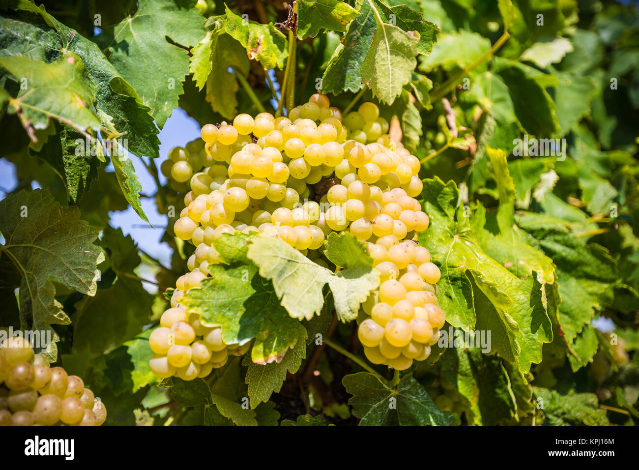 Vine with white grapes Stock Photo