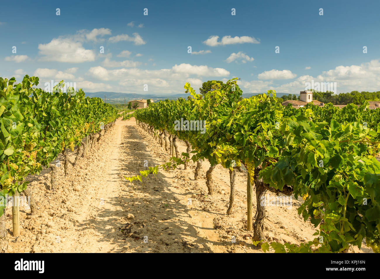 Vineyards with harvest of white grapes Stock Photo
