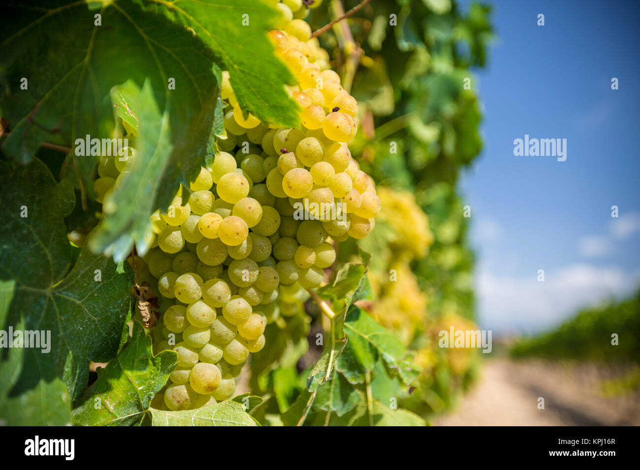 Vine with white grapes Stock Photo