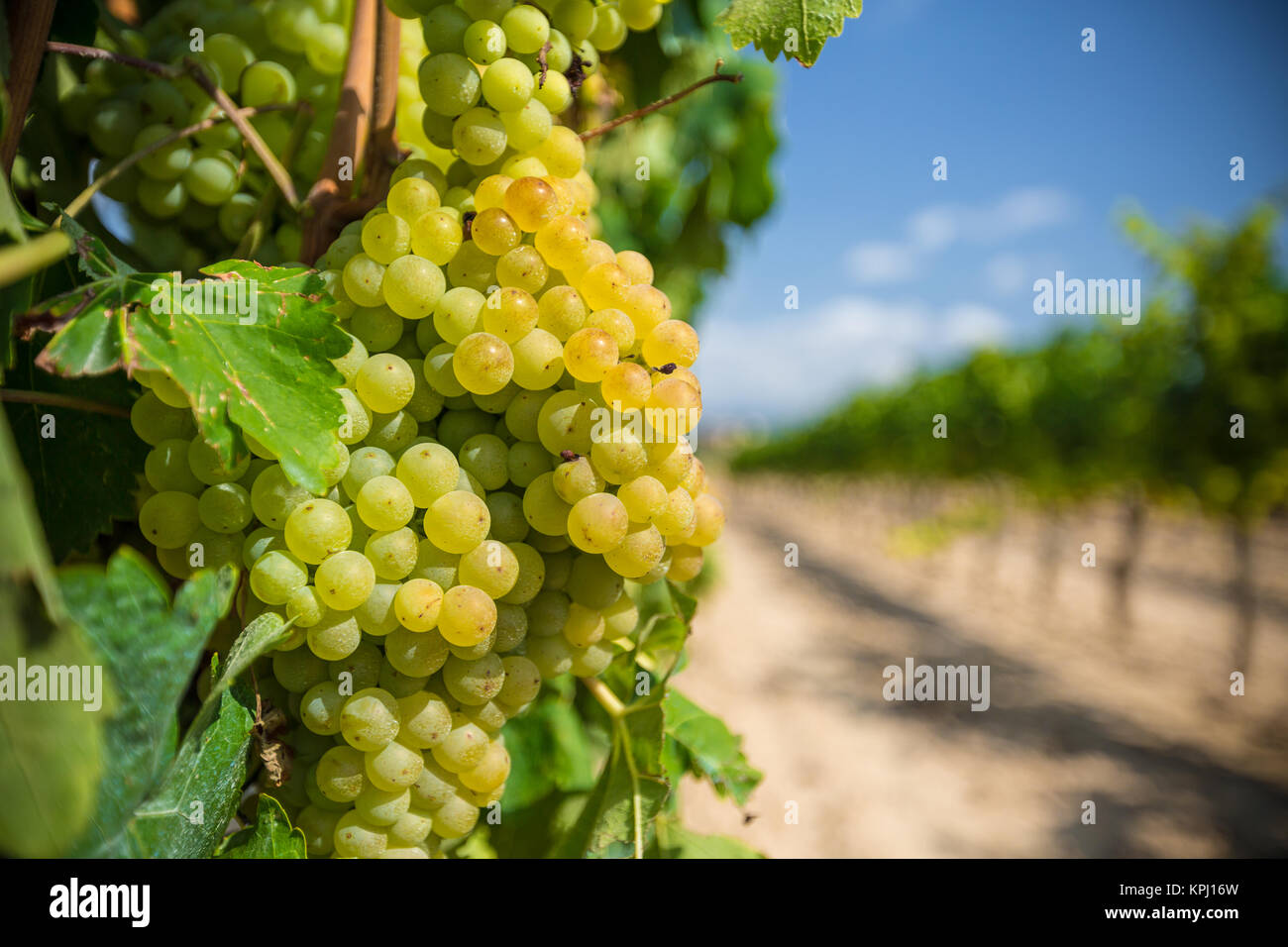 Vine with white grapes Stock Photo