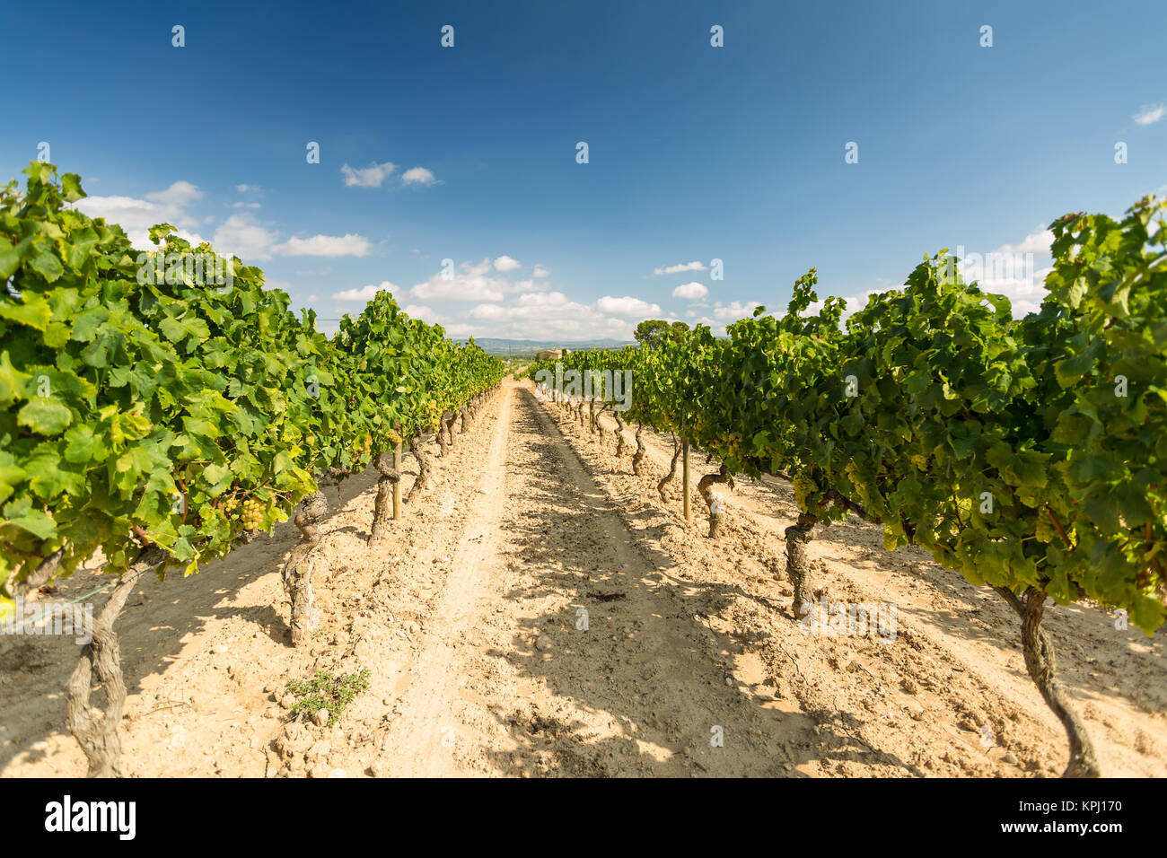 Vineyards with harvest of white grapes Stock Photo