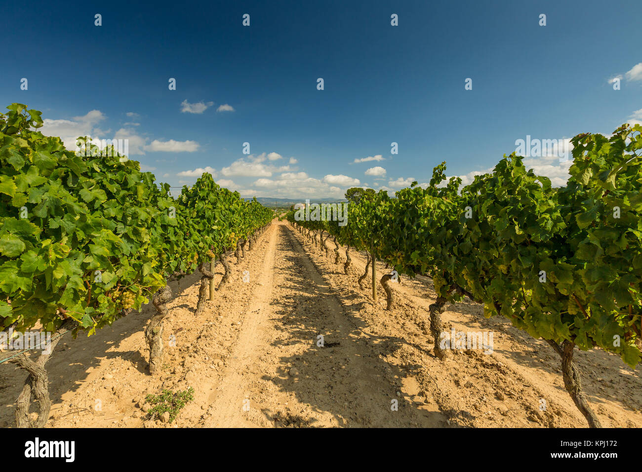 Vineyards with harvest of white grapes Stock Photo
