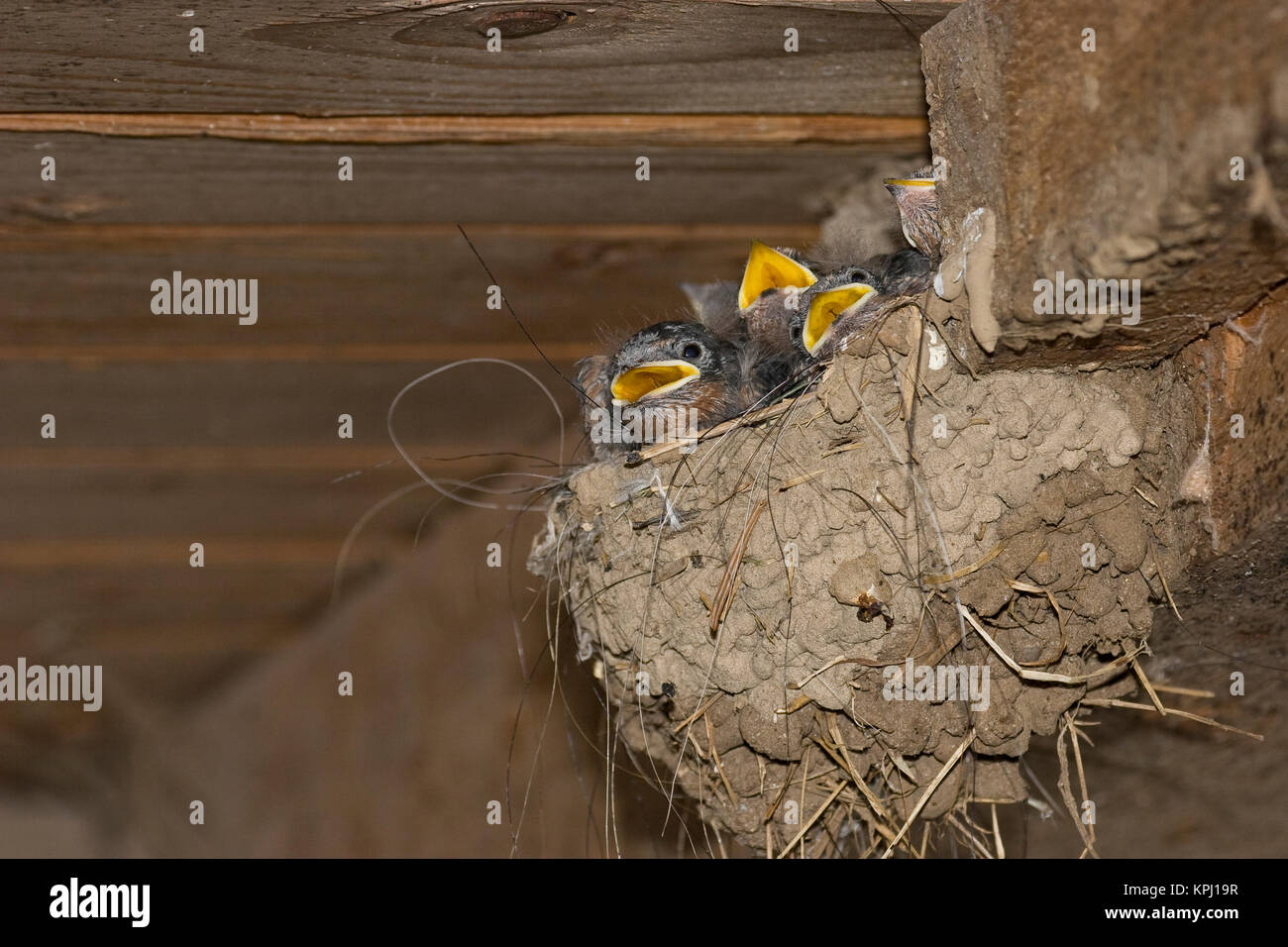 Rauchschwalbe, Rauch-Schwalbe, Rauch - Schwalbe, Küken sperrend, bettelnd im Lehmnest, Nest an einem Holzbalken in einem Stall, Hirundo rustica, Swall Stock Photo