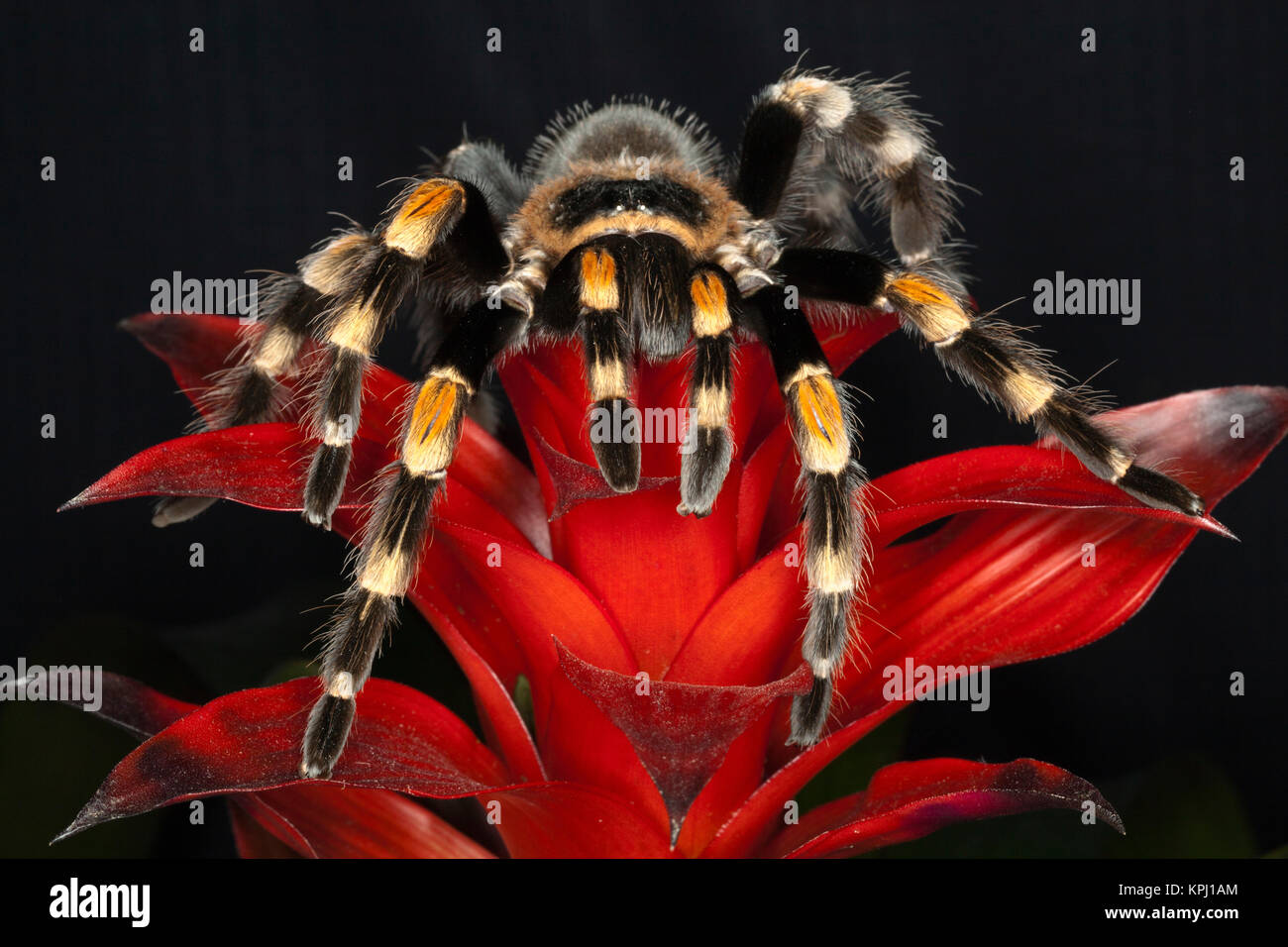Mexican Red-Kneed Tarantula (Brachypelma smithi), Mexico Stock Photo