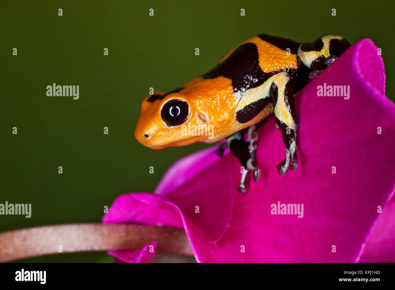 Imitator Poison-Dart Frog (Ranitomeya Imitator, formerly Dendrobates imitator), Peru Stock Photo