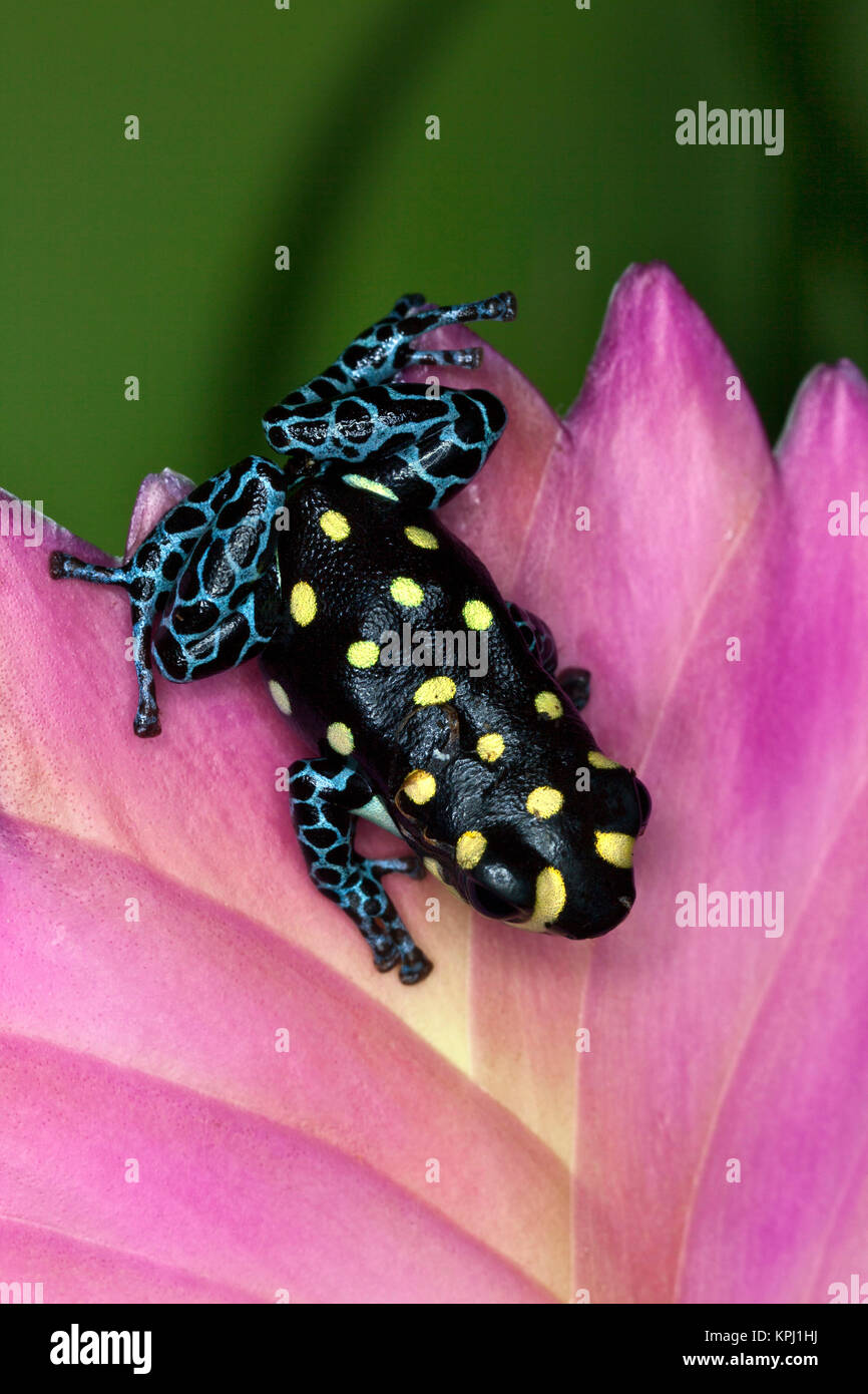 Brazilian poison frog (Ranitomeya vanzolini)which is in the Thumbnail