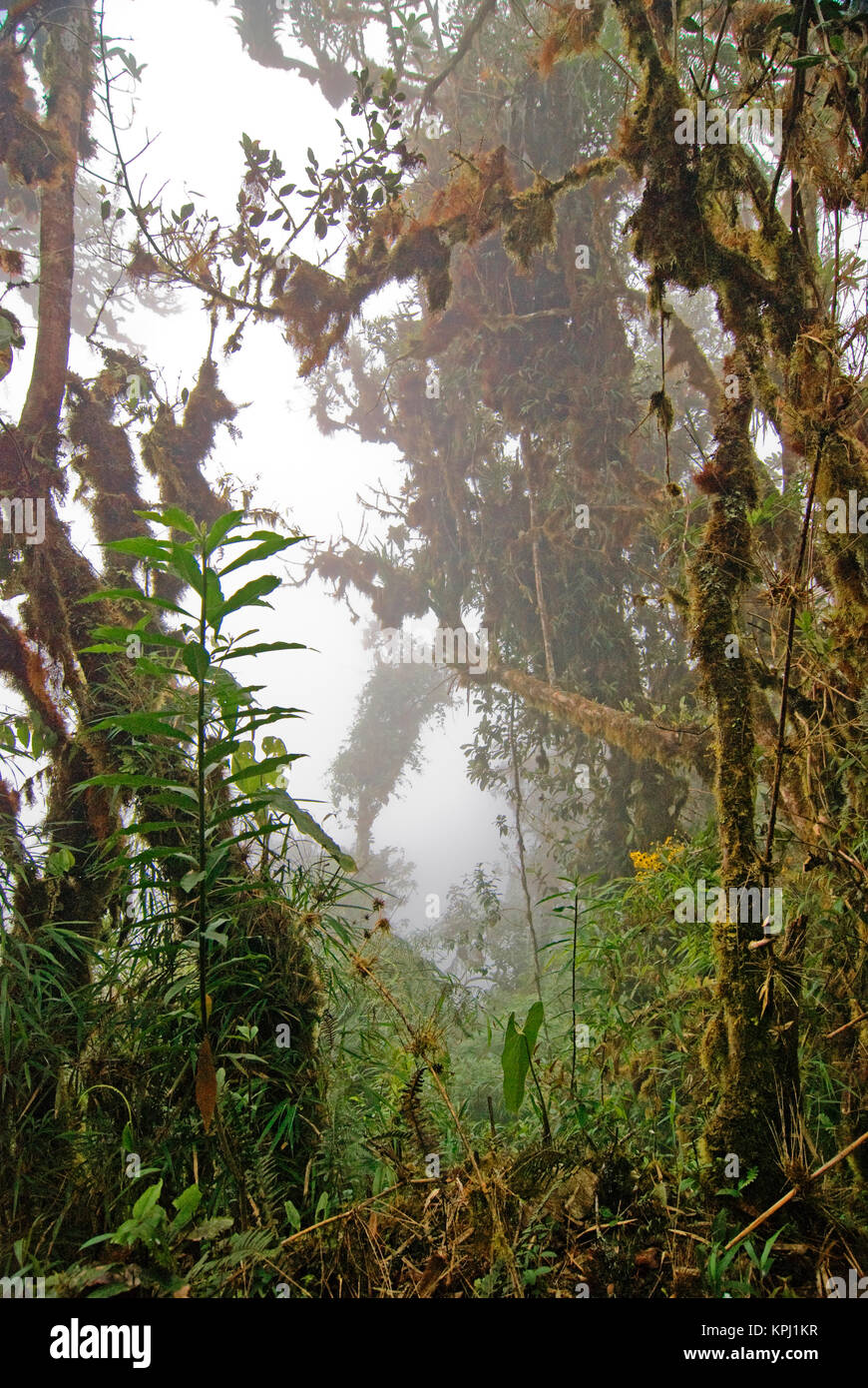 Peru. Andes Mountains. Amazonas Province. Upper Amazon. Cloud forest. Stock Photo