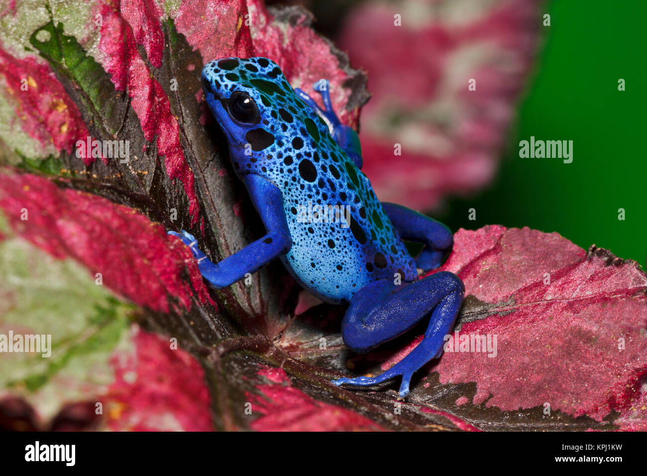 Blue Poison Dart Frog aka Okopipi (Dendrobates azureus), Surinam Stock Photo