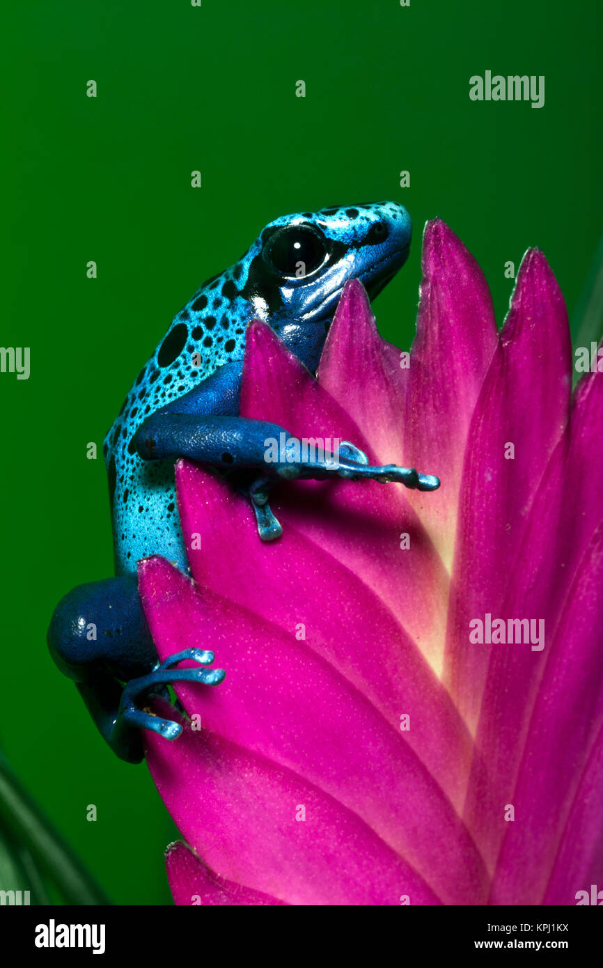 Blue Poison Dart Frog aka Okopipi (Dendrobates azureus), Surinam Stock Photo