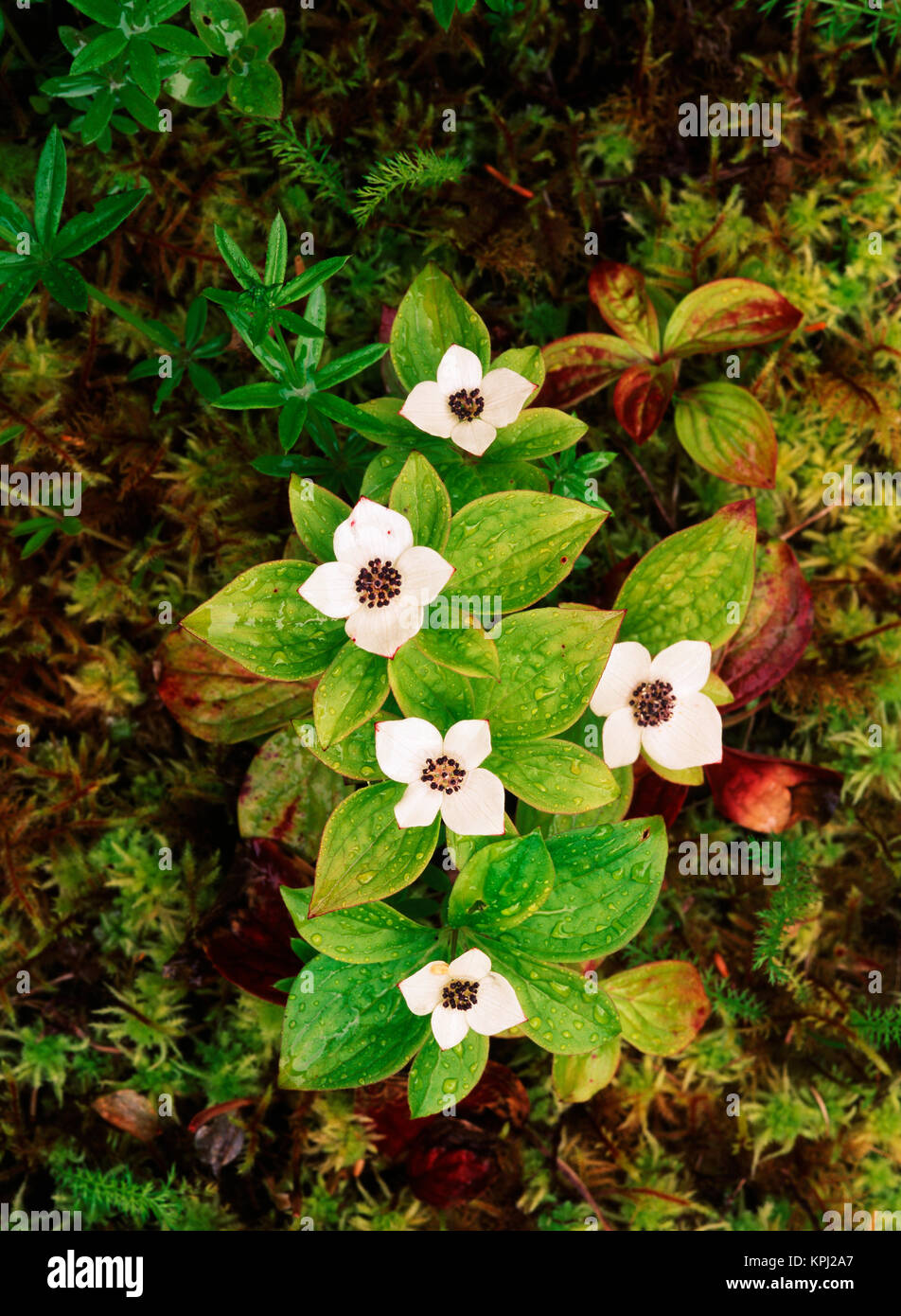 USA, Southeast Alaska, Tongass National Forest, View of Pacific dogwood, close-up (Large format sizes available) Stock Photo