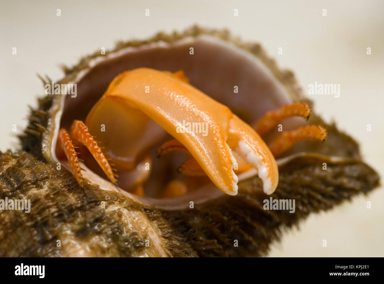 Hermit crab inside shell hires stock photography and images Alamy