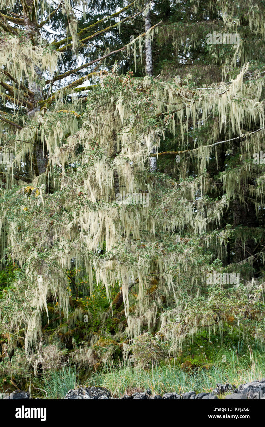 USA, AK, Inside Passage. Old Man's Beard lichen (Usnea) also called Treemoss, Beard Lichen. Purported to have medicinal qualities. Common on Spruce Stock Photo