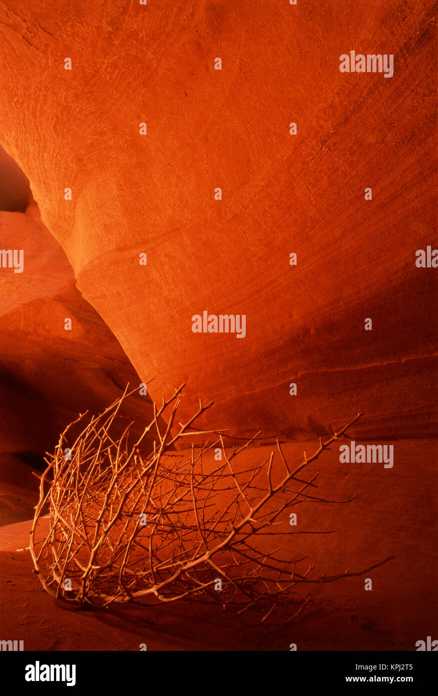 USA, Arizona, Page, Tumbleweed on ledge in antelope canyon (Large format sizes available) Stock Photo