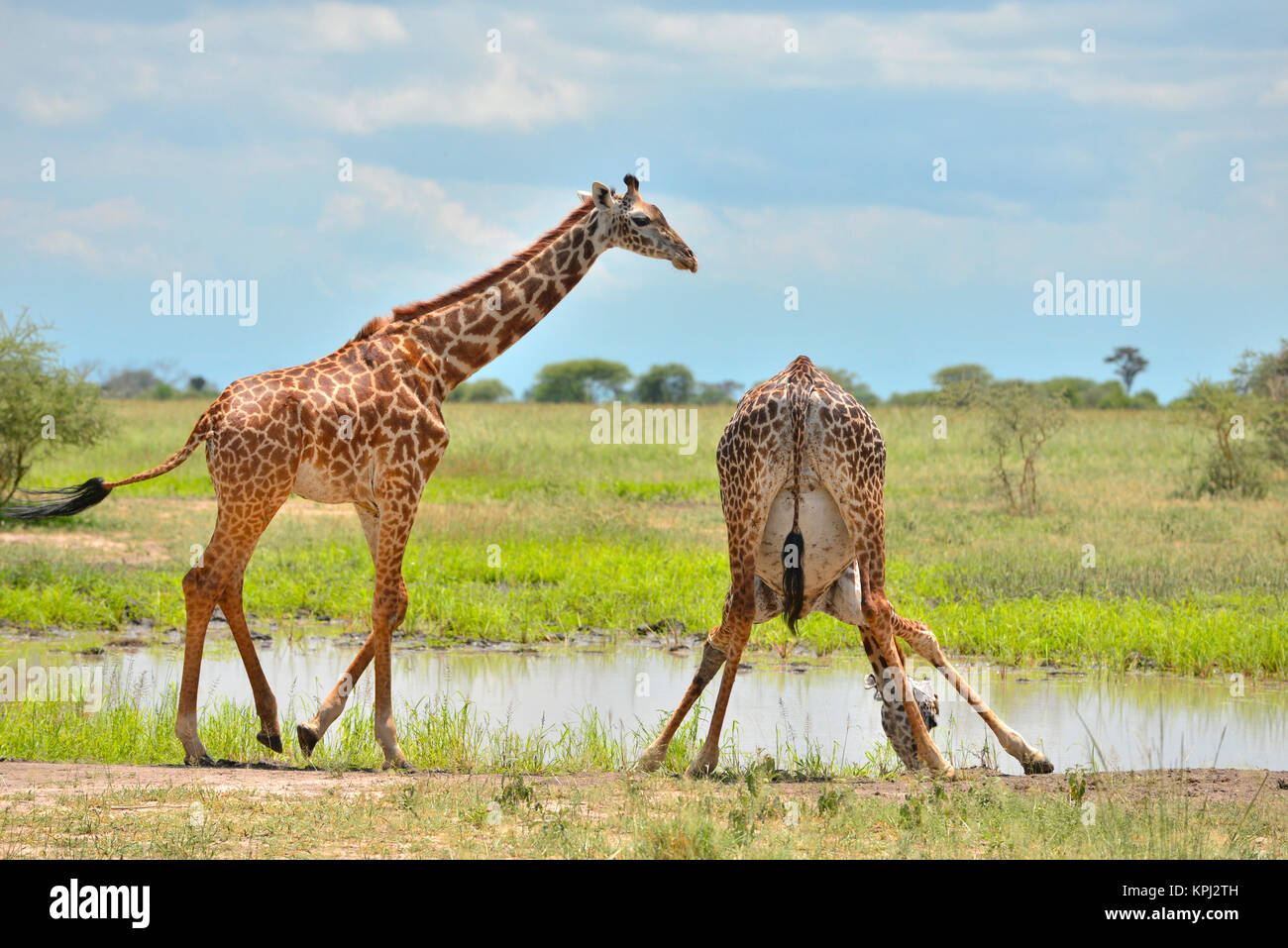 Tarangire national park in Tanzania is an undiscovered jewel with beautiful scenery along the Tarangire river. Giraffe drinking water at pan. Stock Photo