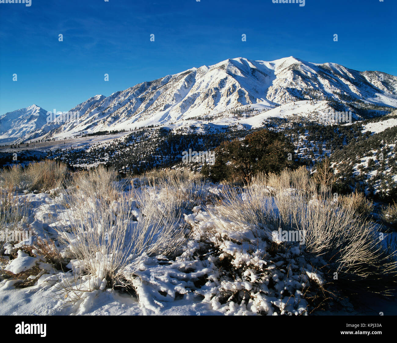 USA, California, Eastern Sierra Range, View of snow-covered mountain with bushes (Large format sizes available) Stock Photo