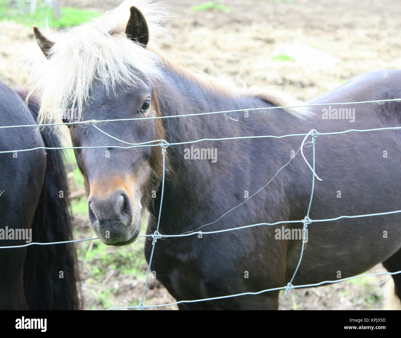 Horses in pasture Stock Photo Biology Diagrams