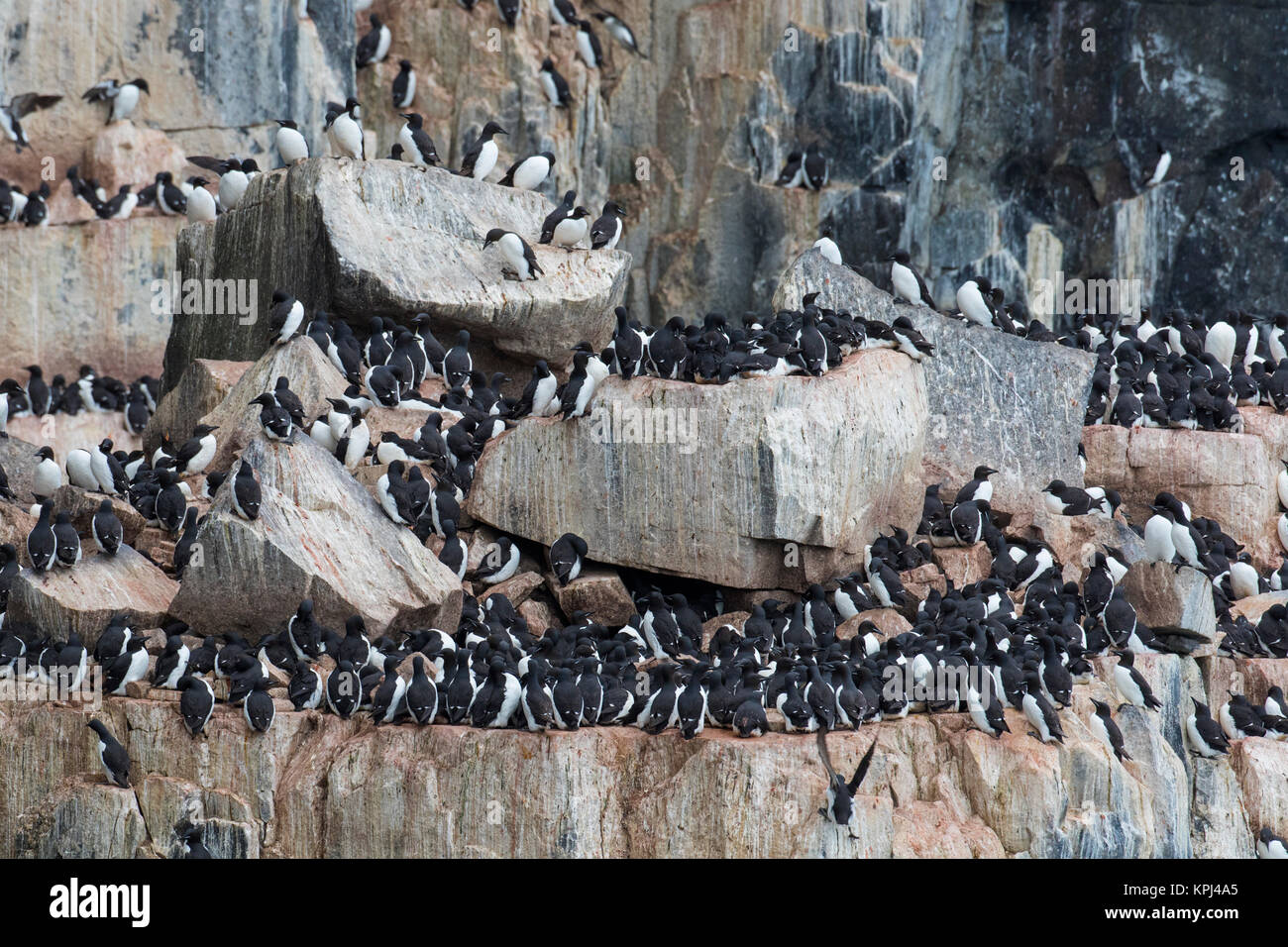 Alkefjellet, sea cliff housing seabird colony of thick-billed murres / Brünnich's guillemots (Uria lomvia) at Hinlopenstretet, Svalbard, Norway Stock Photo