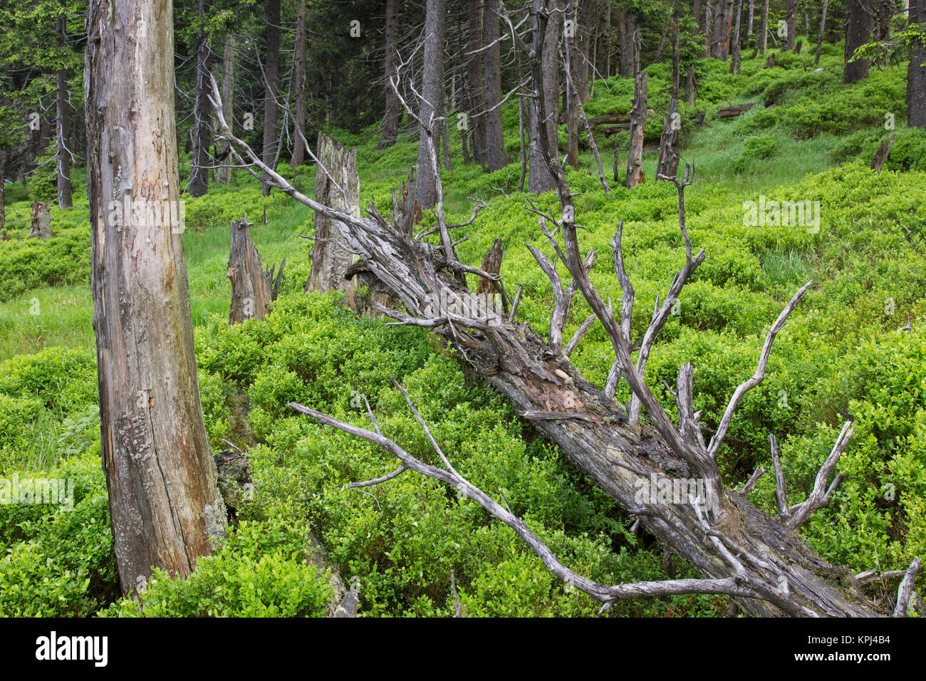 Fallen spruce tree in ancient coniferous forest in the Harz National Park, Saxony-Anhalt, Germany Stock Photo