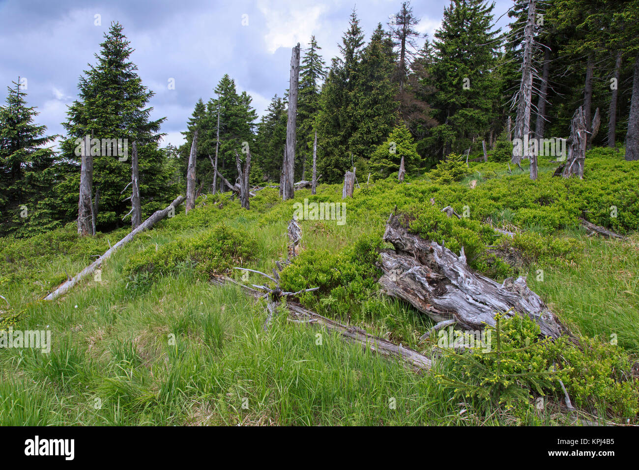 Spruce trees in ancient coniferous forest in the Harz National Park, Saxony-Anhalt, Germany Stock Photo