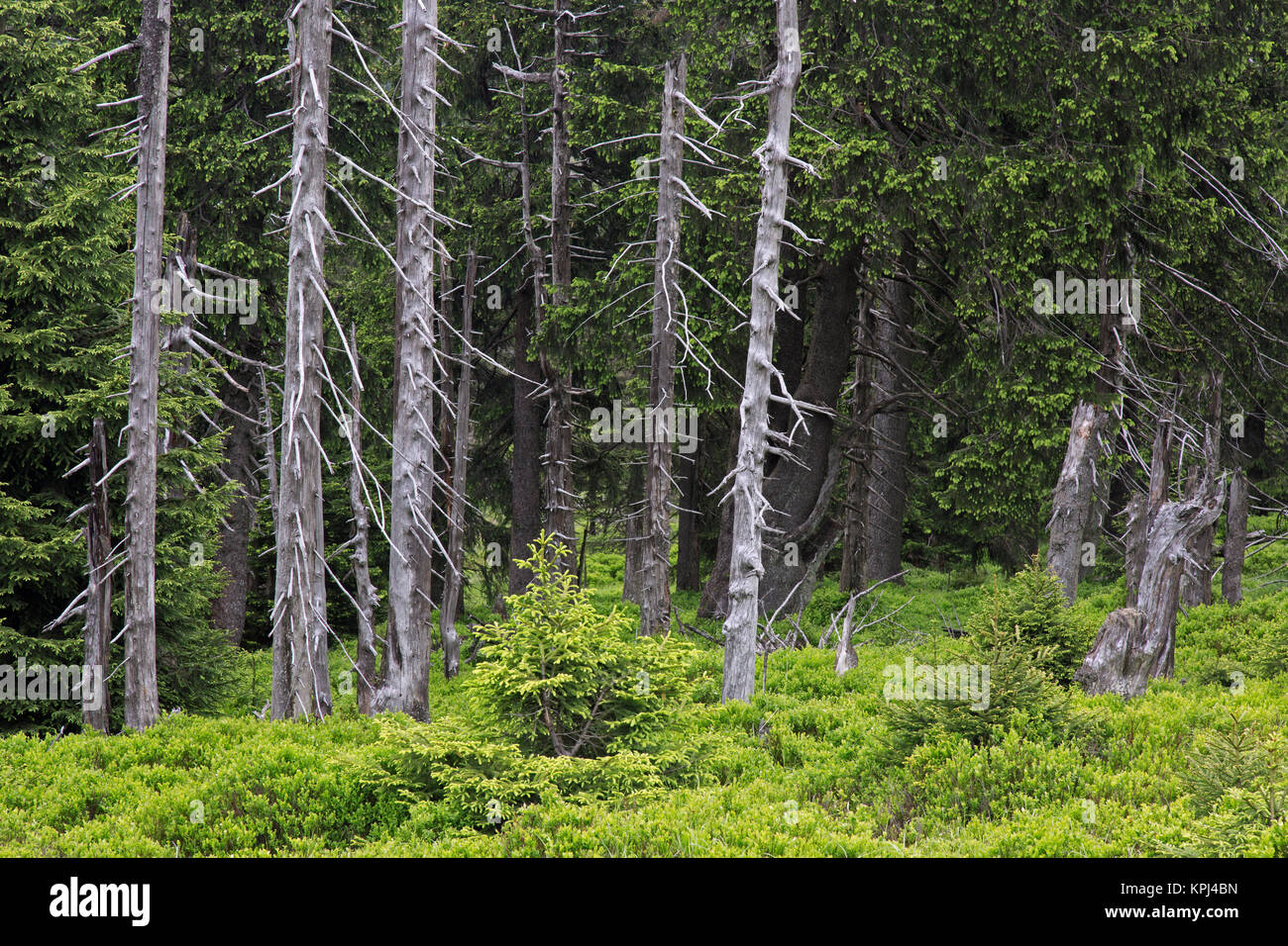Spruce trees in ancient coniferous forest in the Harz National Park, Saxony-Anhalt, Germany Stock Photo