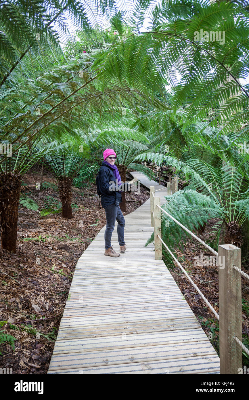 Woman tourist checks the map whilst walking amongst tree ferns (Dicksonia antarctica) in the jungle garden at Heligan Cornwall. Stock Photo
