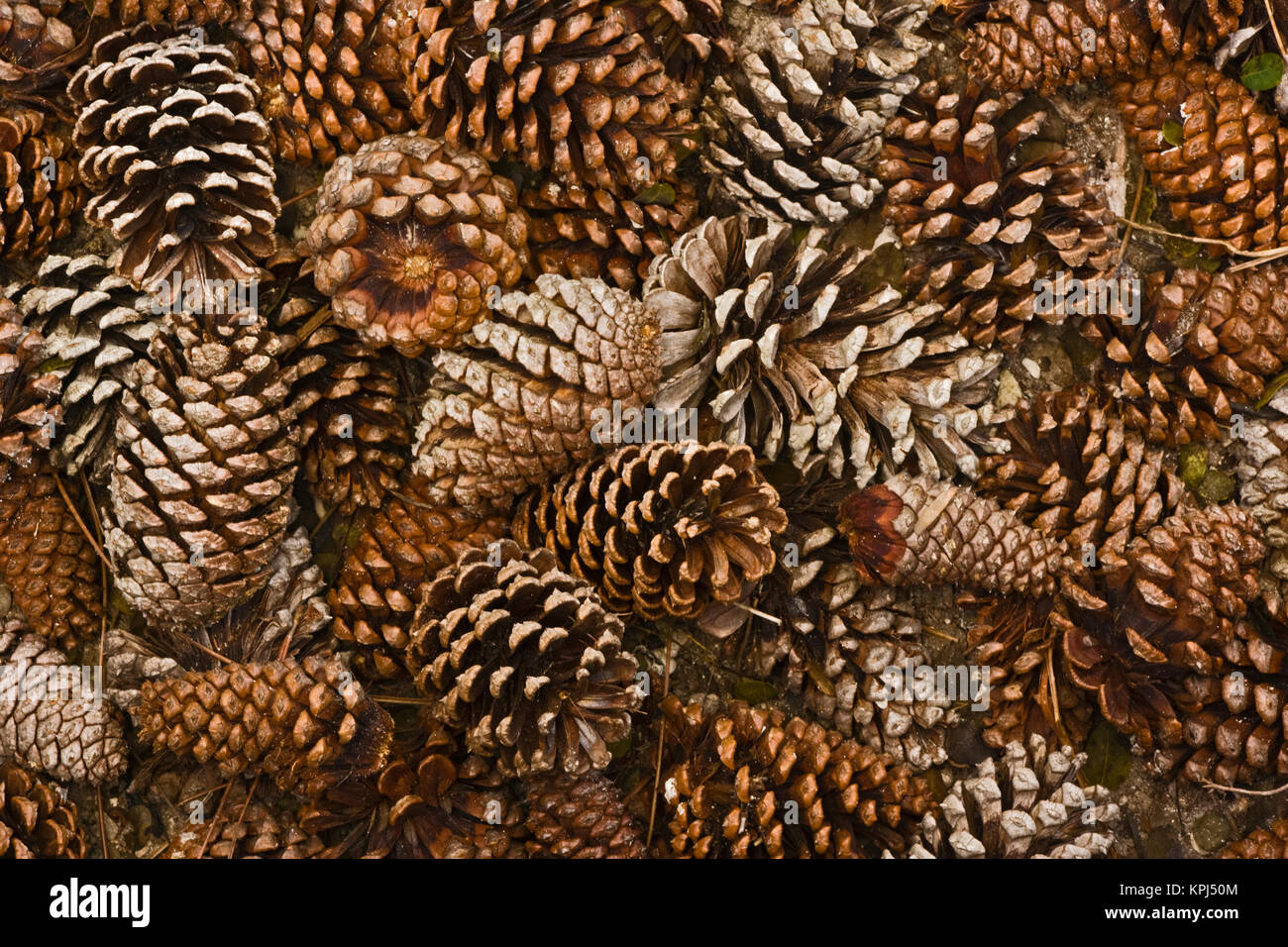Pine cones on forest floor, Florida Stock Photo