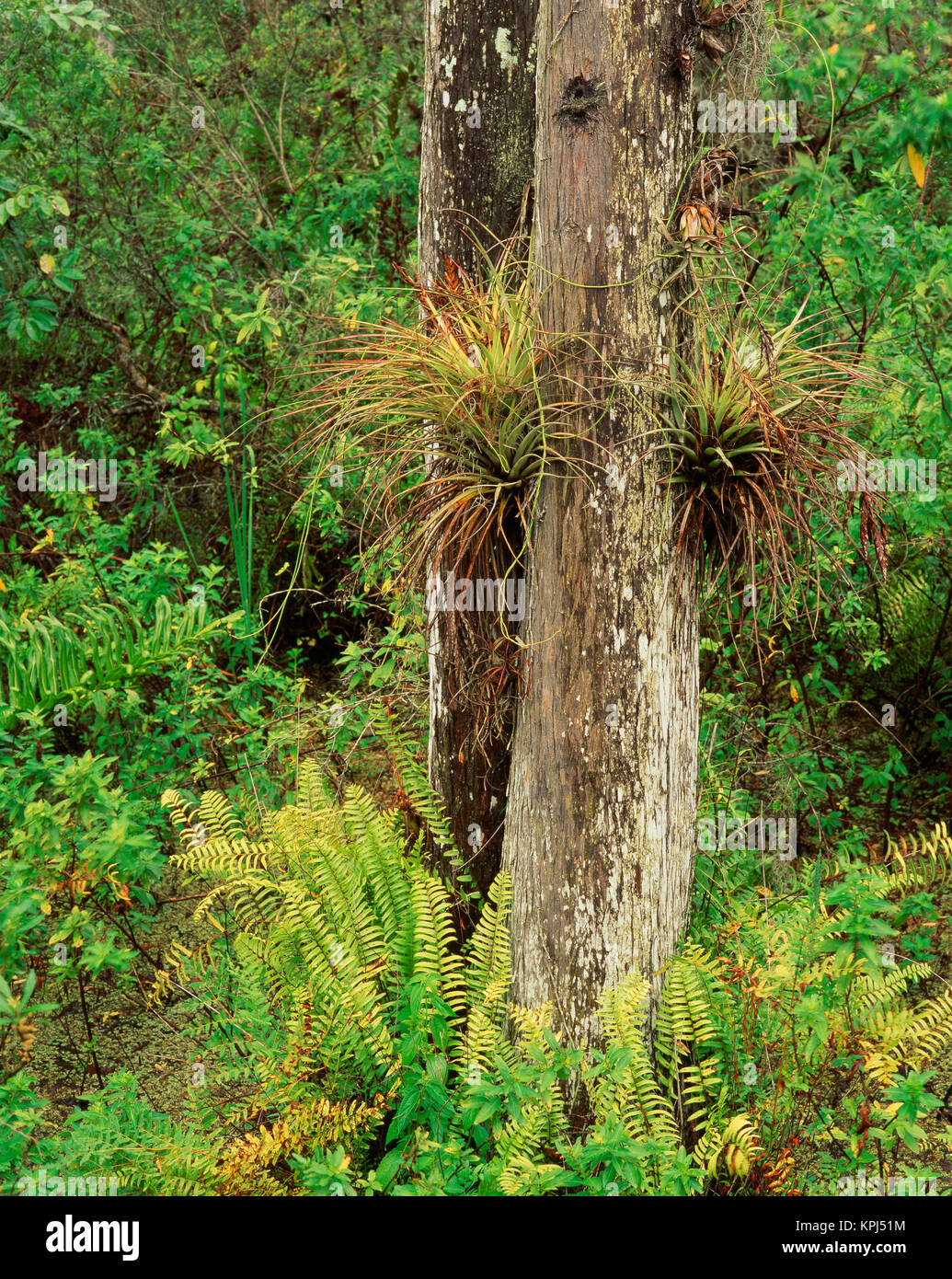 USA, Florida, Everglades National Park, View of air plants and wild Boston ferns (Large format sizes available) Stock Photo