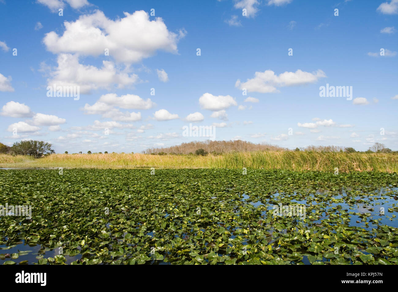 USA, Florida, Big Cypress Seminole Reservation Everglades View Stock