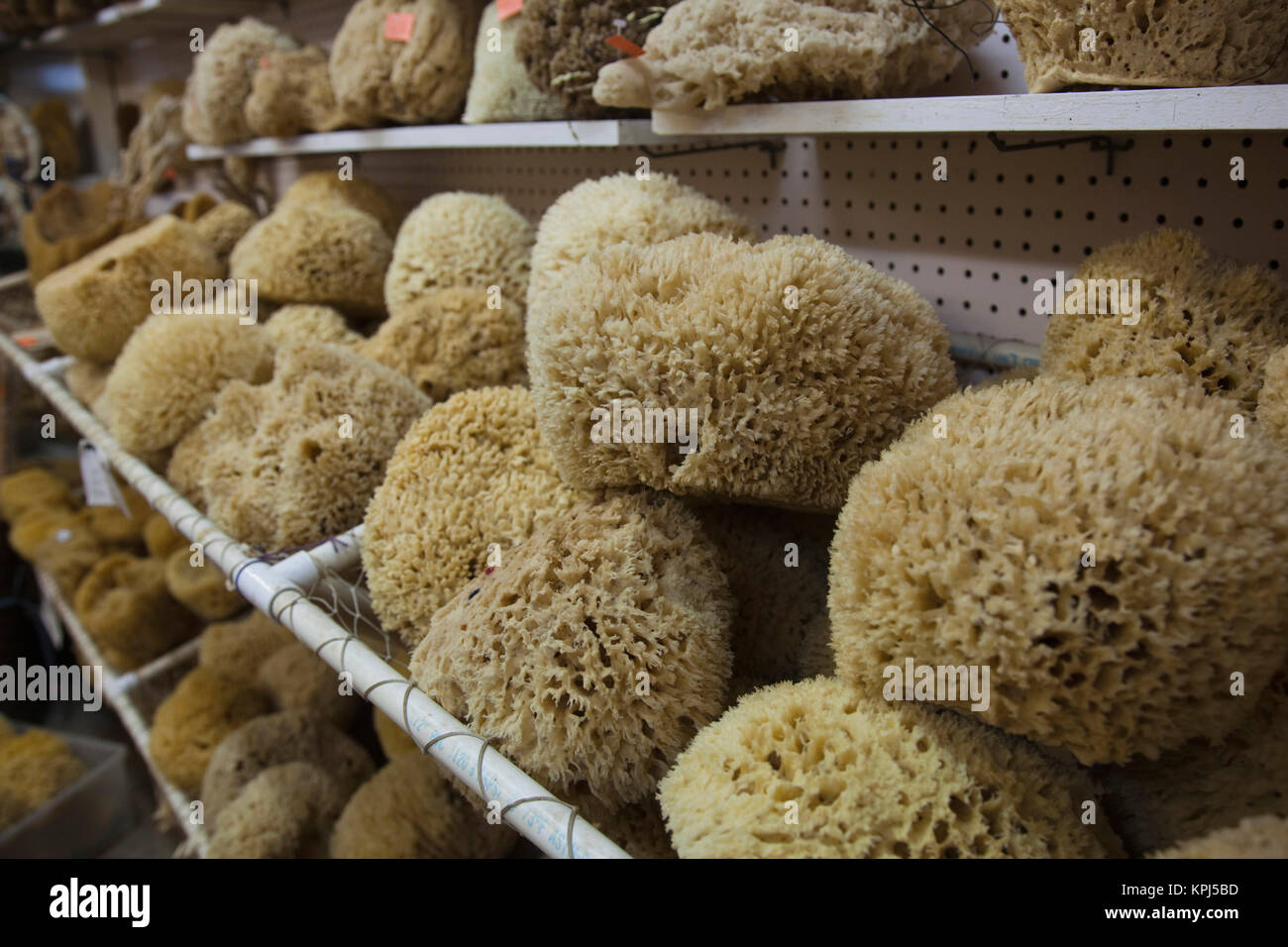 Sponges hanging on shelves in natural sponge shop, Tarpon Springs