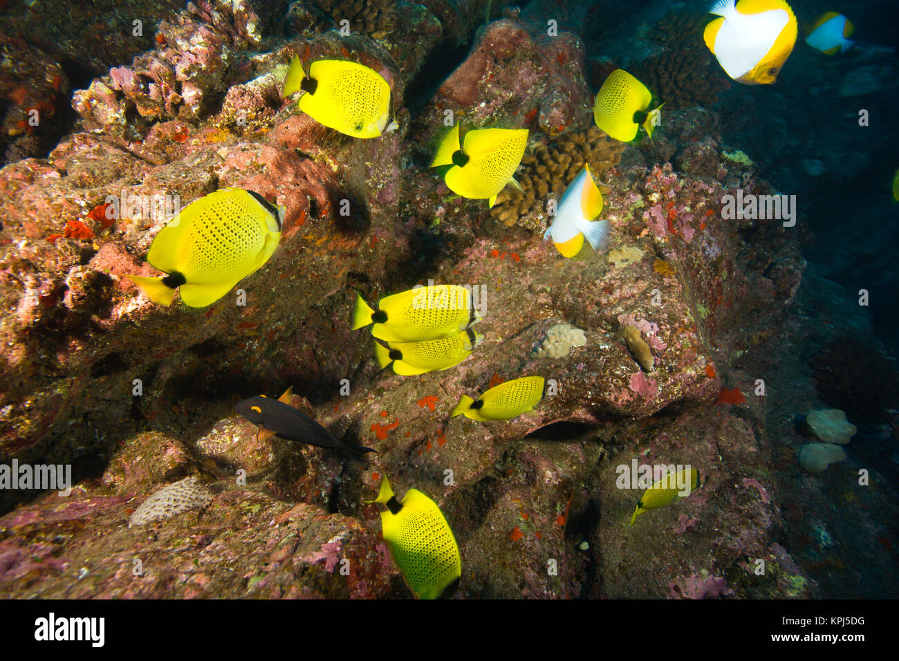 Cluster of fish hi-res stock photography and images - Alamy