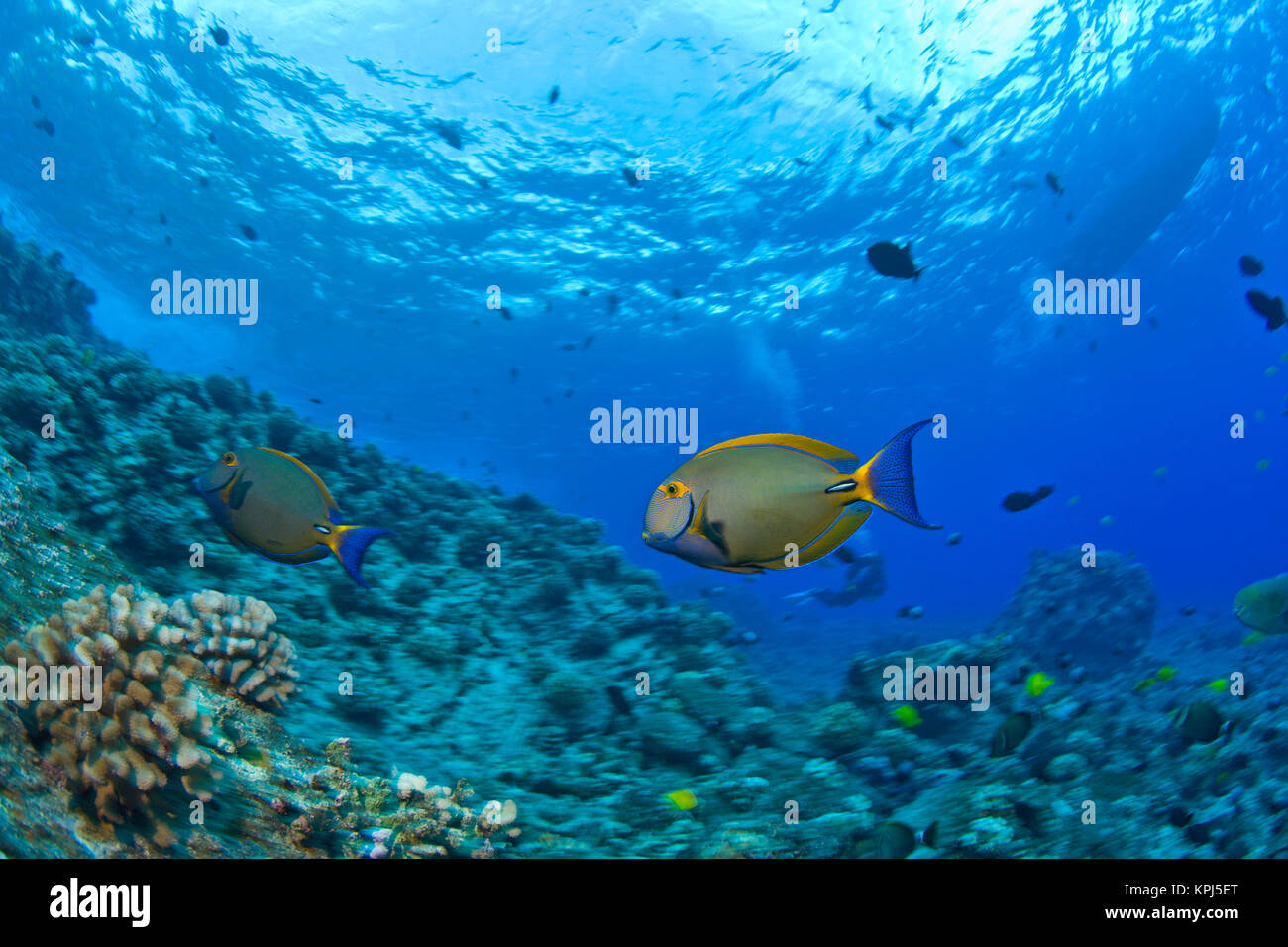 Molokini Crater (Bird Sanctuary), South Maui, Hawaii, USA Stock Photo