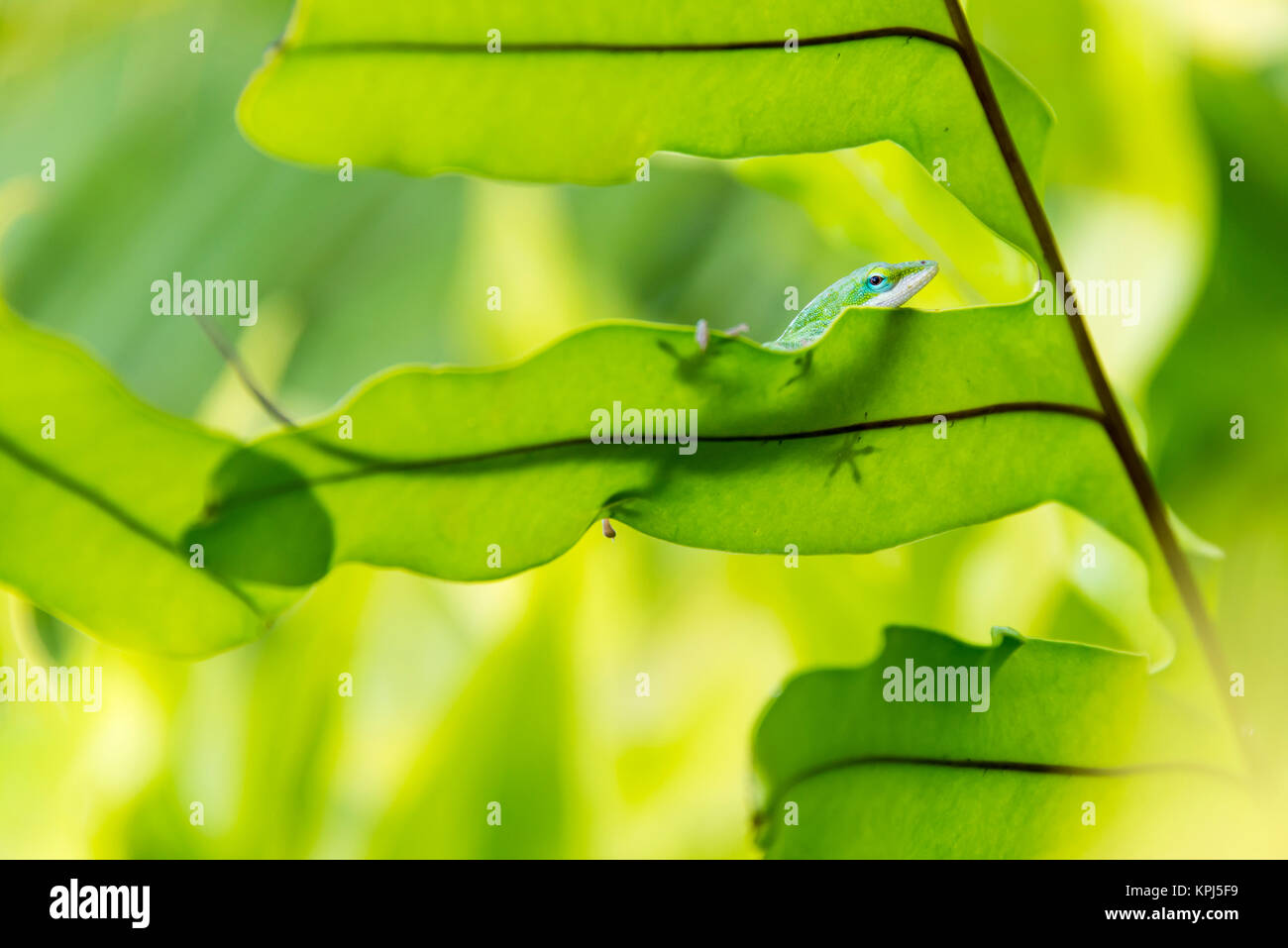 USA, Hawaii, Big Island. Day Geckos (Phelsuma) are colorful introduced species in Hawaii. Stock Photo