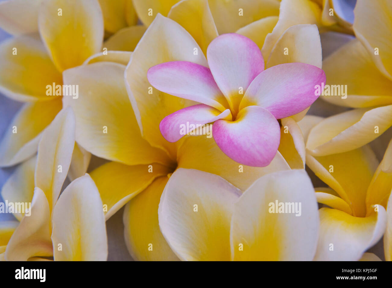 USA, Hawaii, Oahu, Plumeria flowers in bloom Stock Photo Alamy