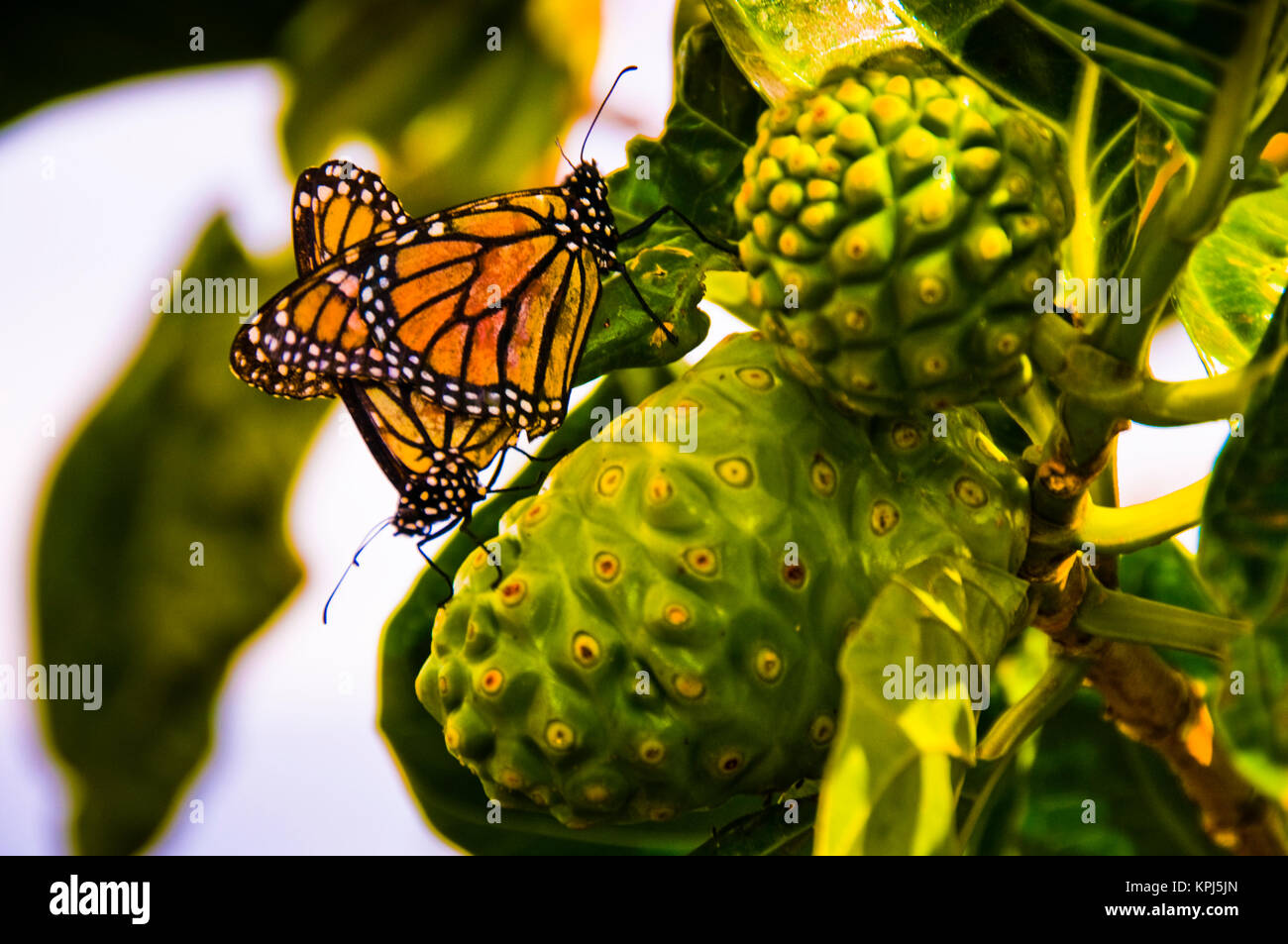 Two Monarch butterflies (Danaus plexippus) mating on noni fruit Stock