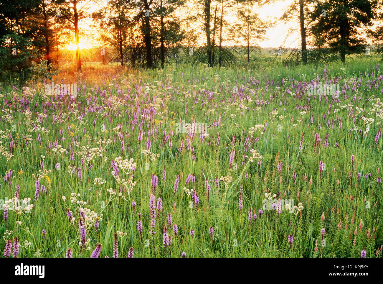 USA, Illinois, Iroquois County State Wildlife Area, Tall grass prairie at sunset (Large format sizes available). Stock Photo