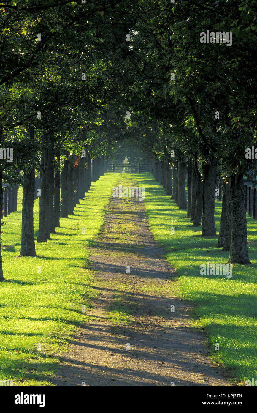 USA, Kentucky, Lexington. Road thru trees Stock Photo Alamy