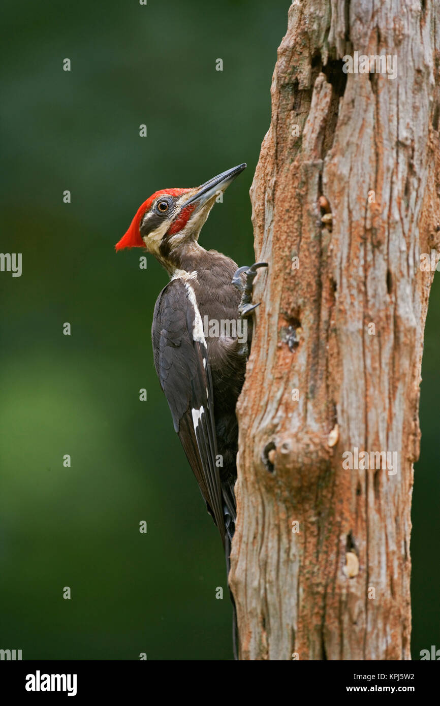 Pileated Woodpecker, Dryocopus pileatus, Louisville, Kentucky Stock Photo