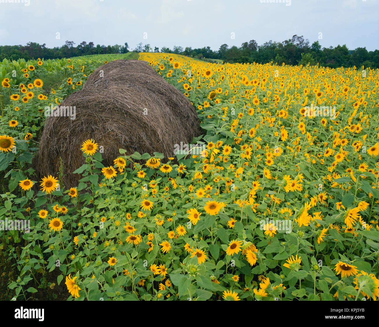 Hay bale in sunflowers field, Bluegrass Region, Kentucky, USA Stock Photo