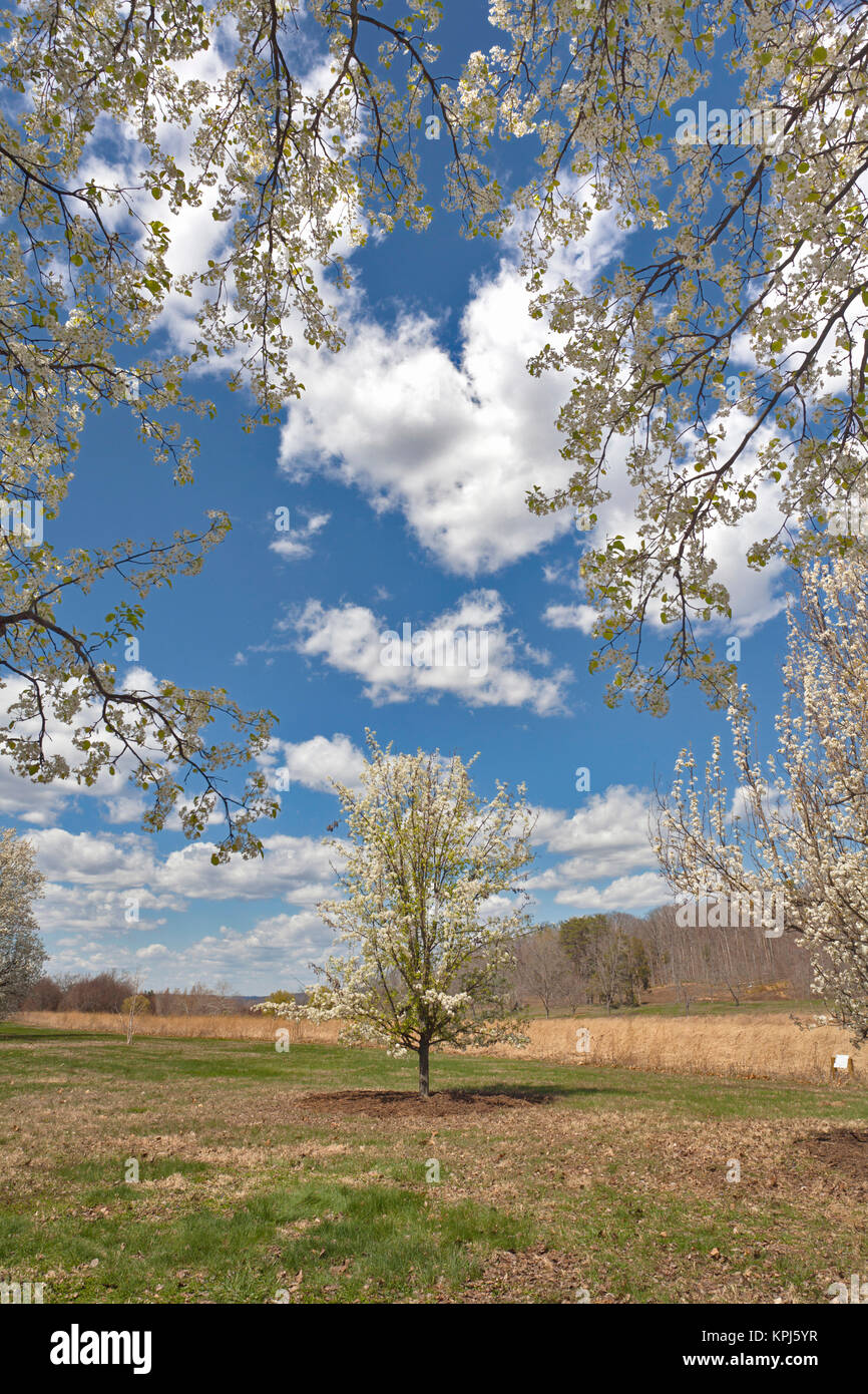 Crabapple tree in bloom, Kentucky Stock Photo Alamy