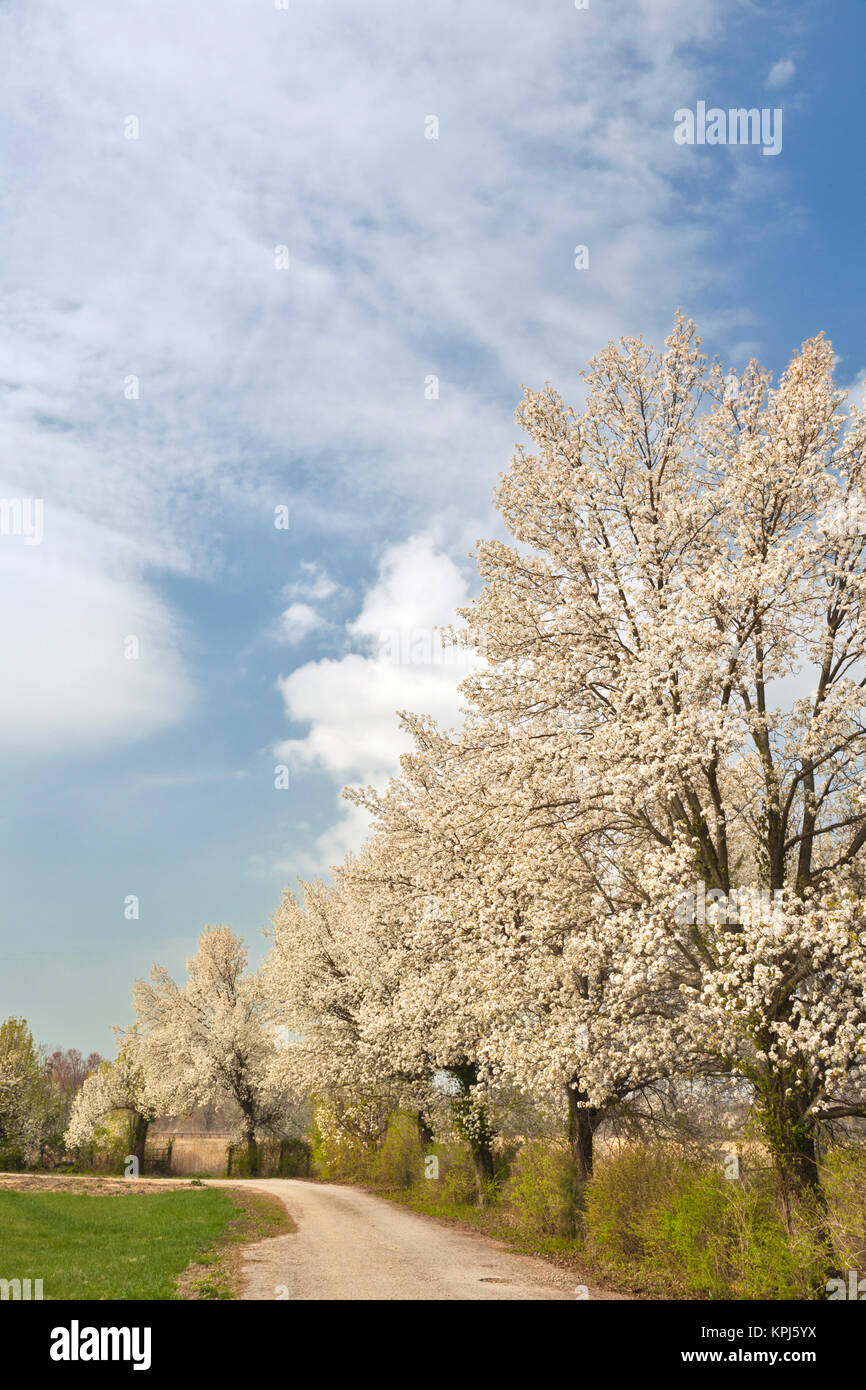 Crabapple trees in full bloom, Louisville, Kentucky Stock Photo Alamy