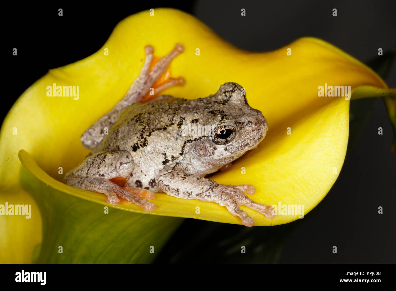 Gray Tree Frog, Kentucky, Hyla versicolor Stock Photo Alamy