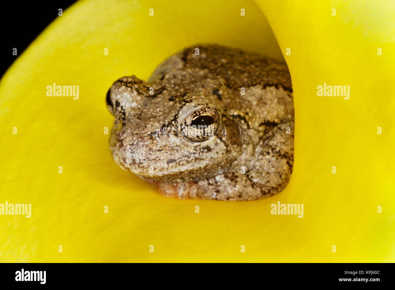 Gray Tree Frog, Kentucky, Hyla versicolor Stock Photo Alamy