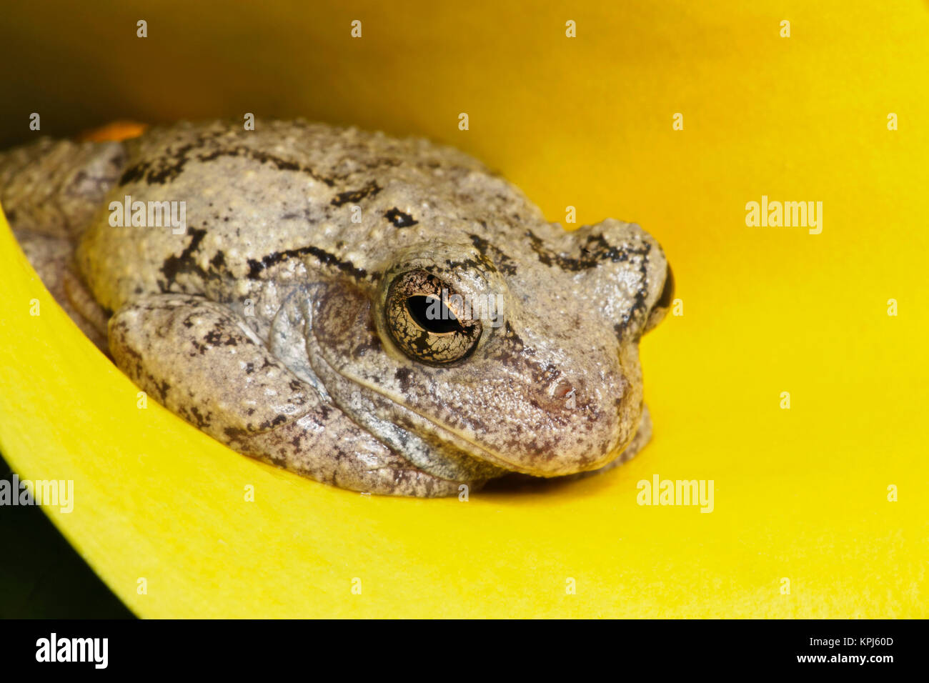 Gray Tree Frog, Kentucky, Hyla versicolor Stock Photo Alamy