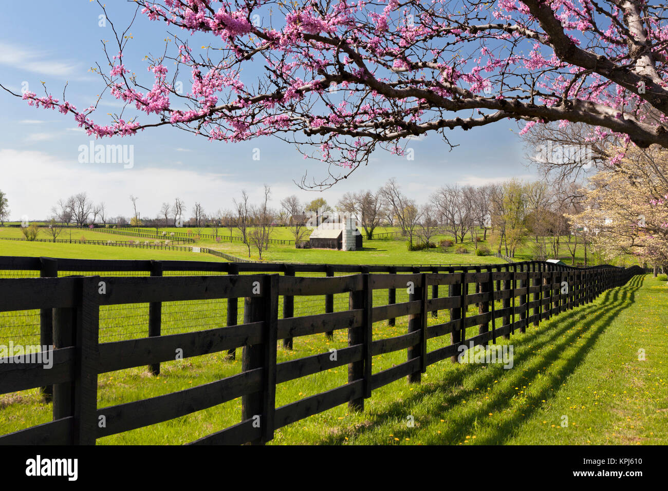 Redbud trees in full bloom, Lexington, Kentucky Stock Photo Alamy