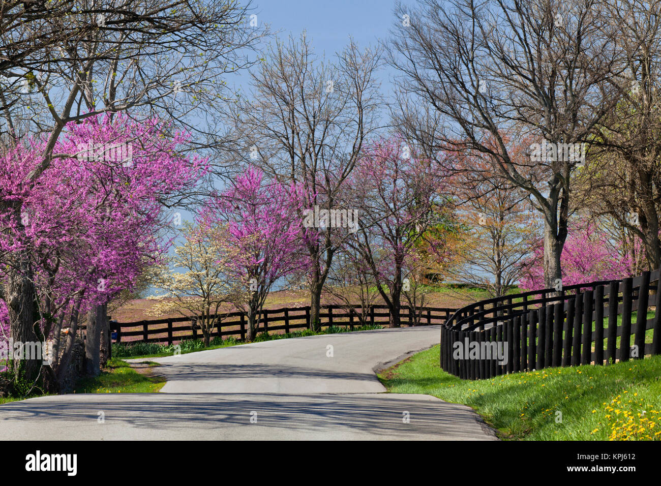 Road lined with Redbud and dogwood trees in full bloom, Lexington Stock
