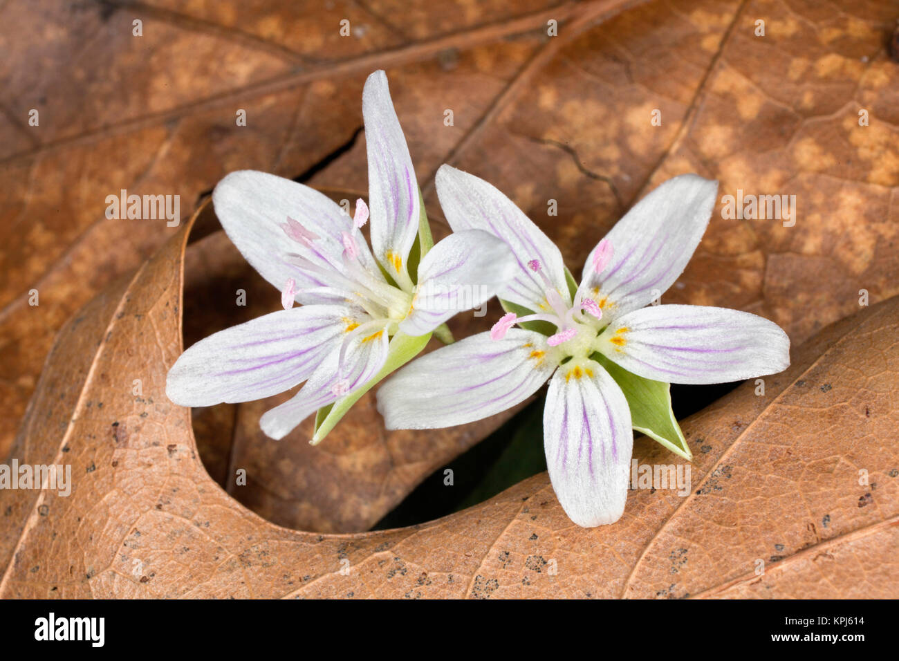 Spring Beauty flowers, Bernheim Forest, Kentucky Stock Photo Alamy