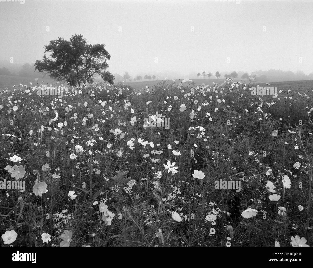 Cosmos flower field Black and White Stock Photos & Images - Alamy