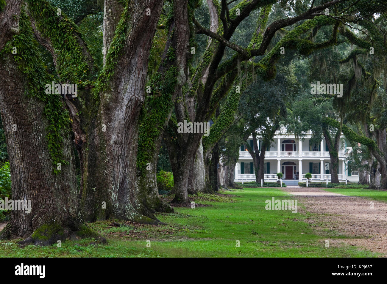 USA, Louisiana, St. Francisville. Rosedown Planatation, b. 1832, oak tree canopy driveway. Stock Photo